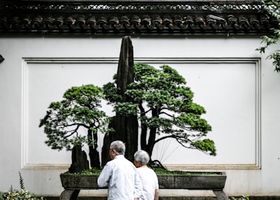 An elderly couple stands in front of a beautifully maintained bonsai display, set against a white wall with decorative molding. The bonsai trees are lush and well-pruned, creating an intricate natural art piece within a rectangular stone planter. The setting has a serene and contemplative atmosphere, enhanced by the traditional architectural elements visible in the background.