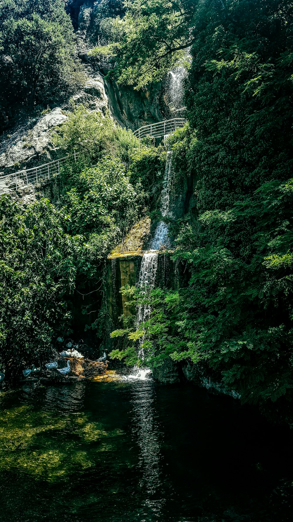 Árboles verdes junto al río durante el día