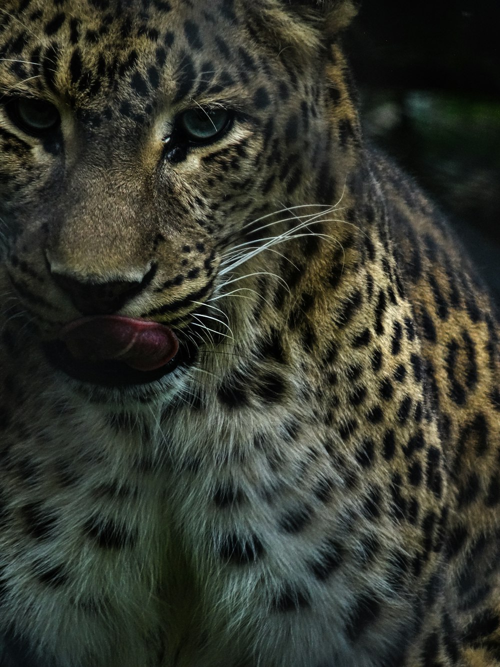 brown and black leopard in close up photography