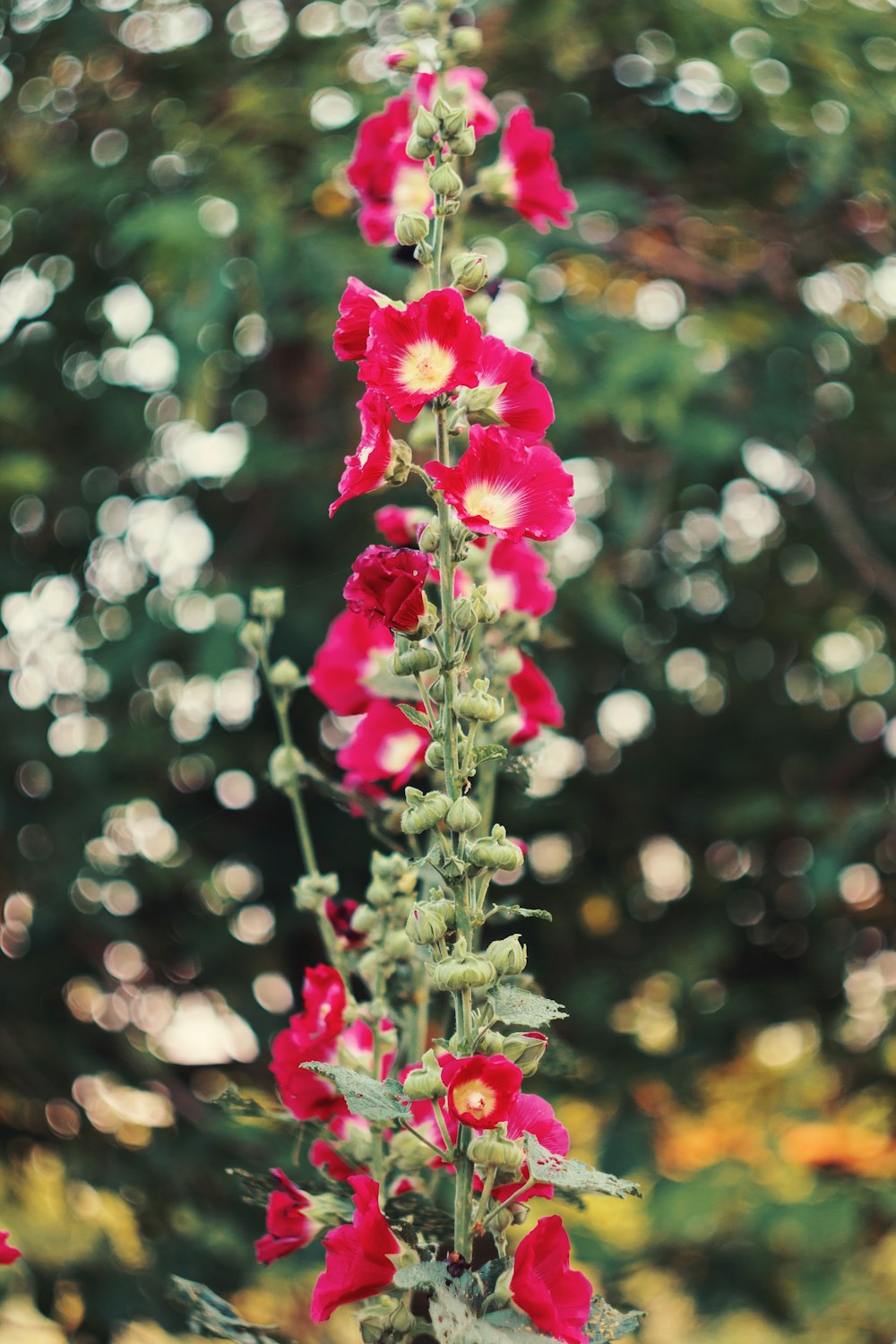 pink flower in tilt shift lens