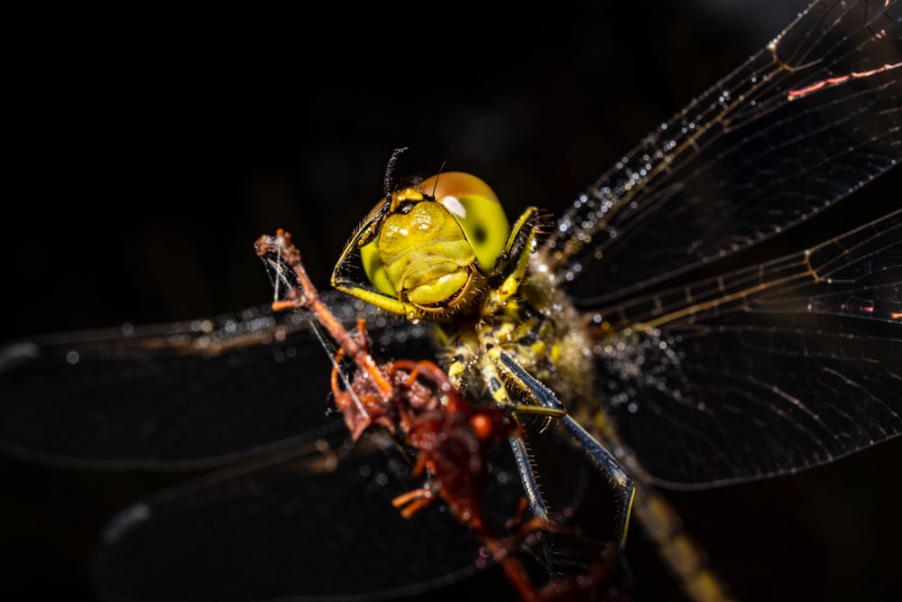 libellula gialla e nera su bastone marrone nella fotografia ravvicinata durante il giorno