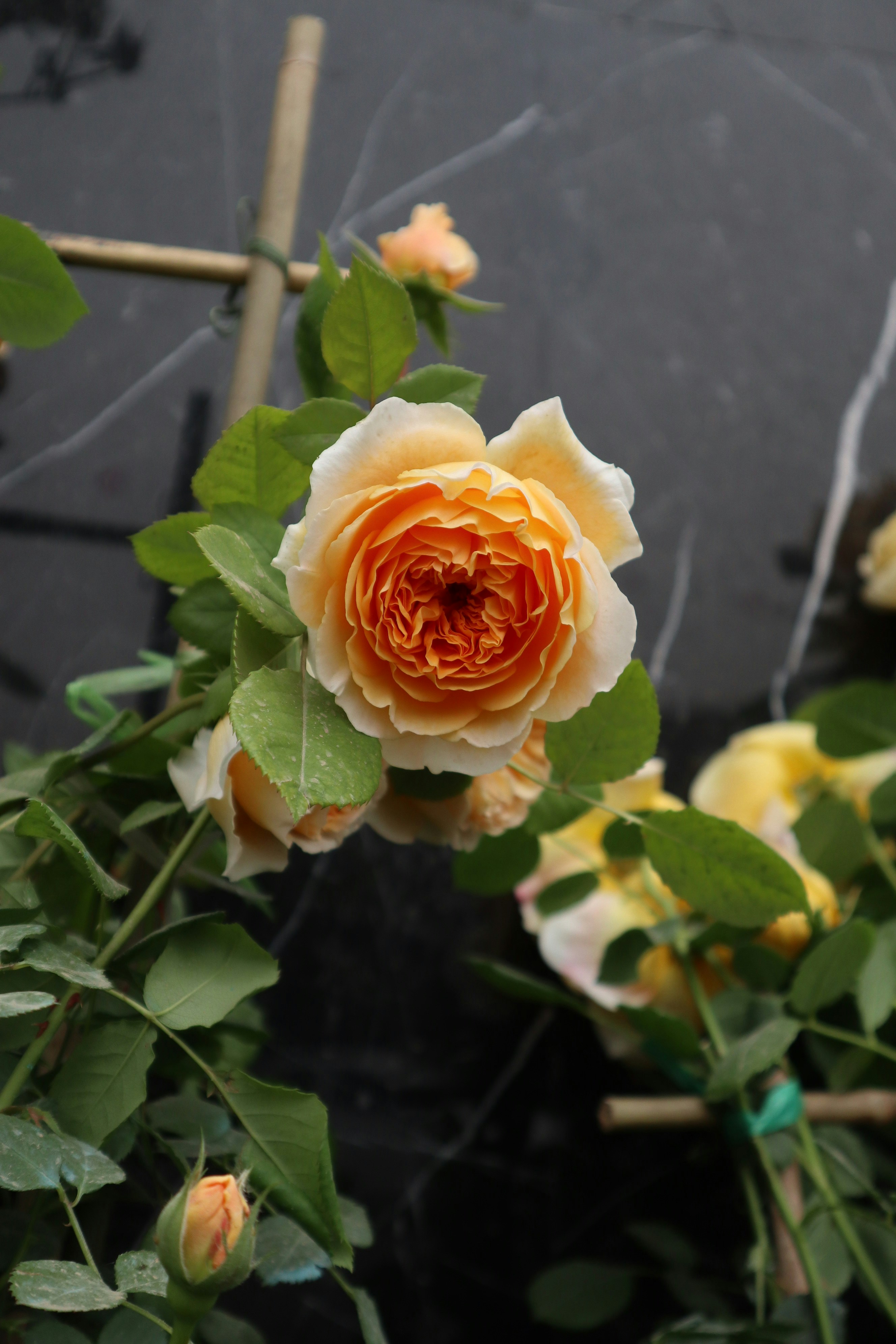 white and orange rose in bloom during daytime