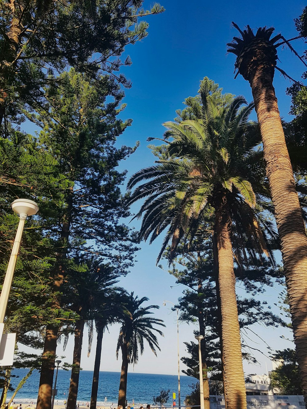 green palm trees under blue sky during daytime