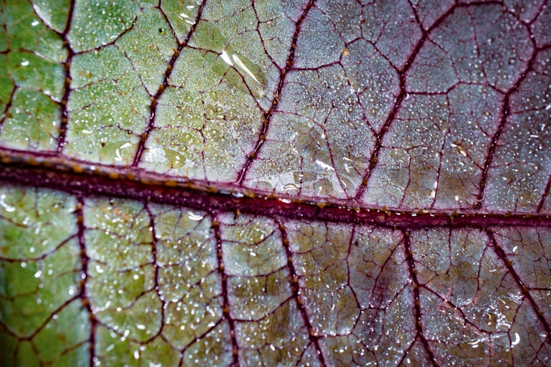 green leaf with water droplets