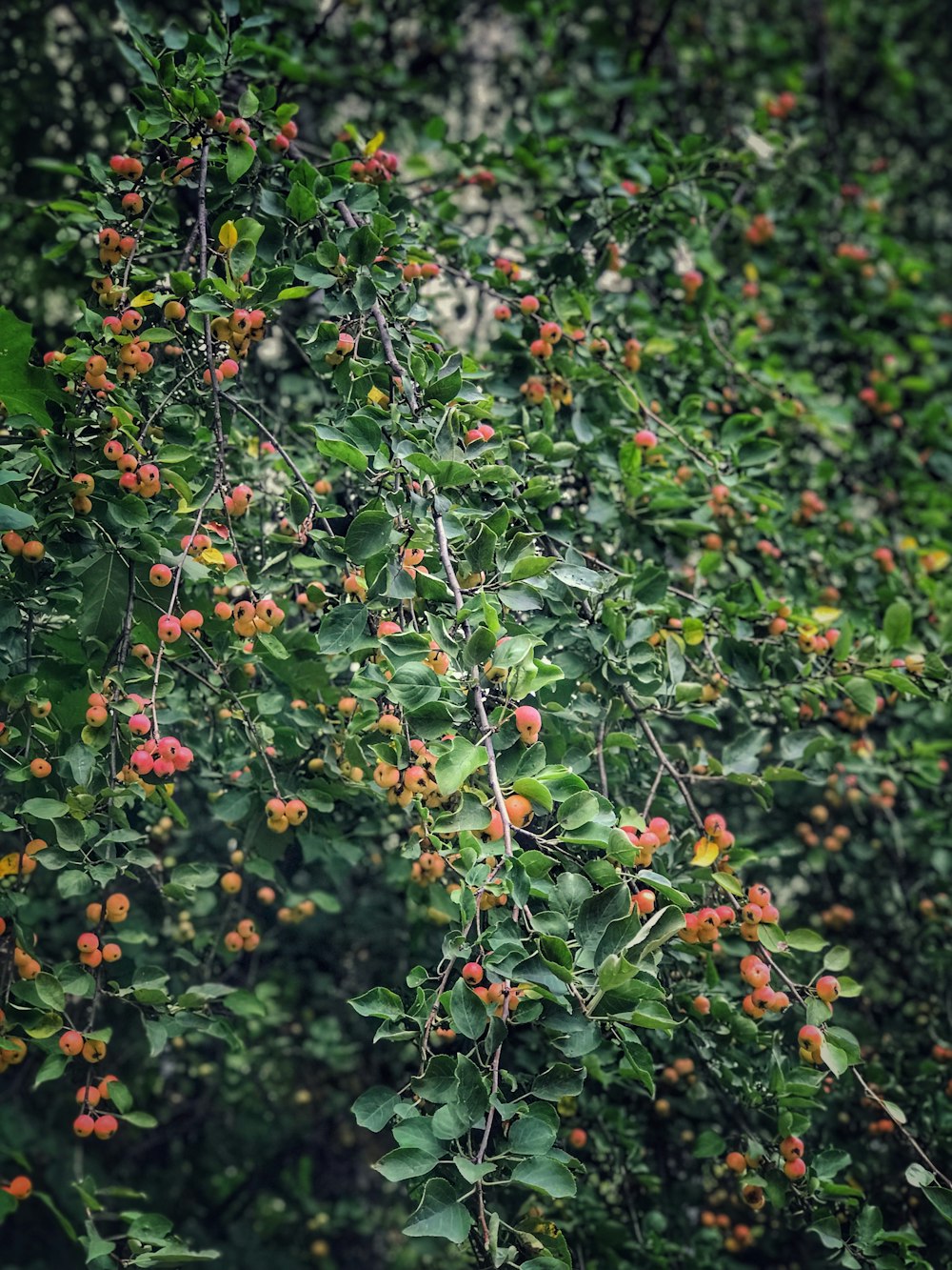 red and green round fruits