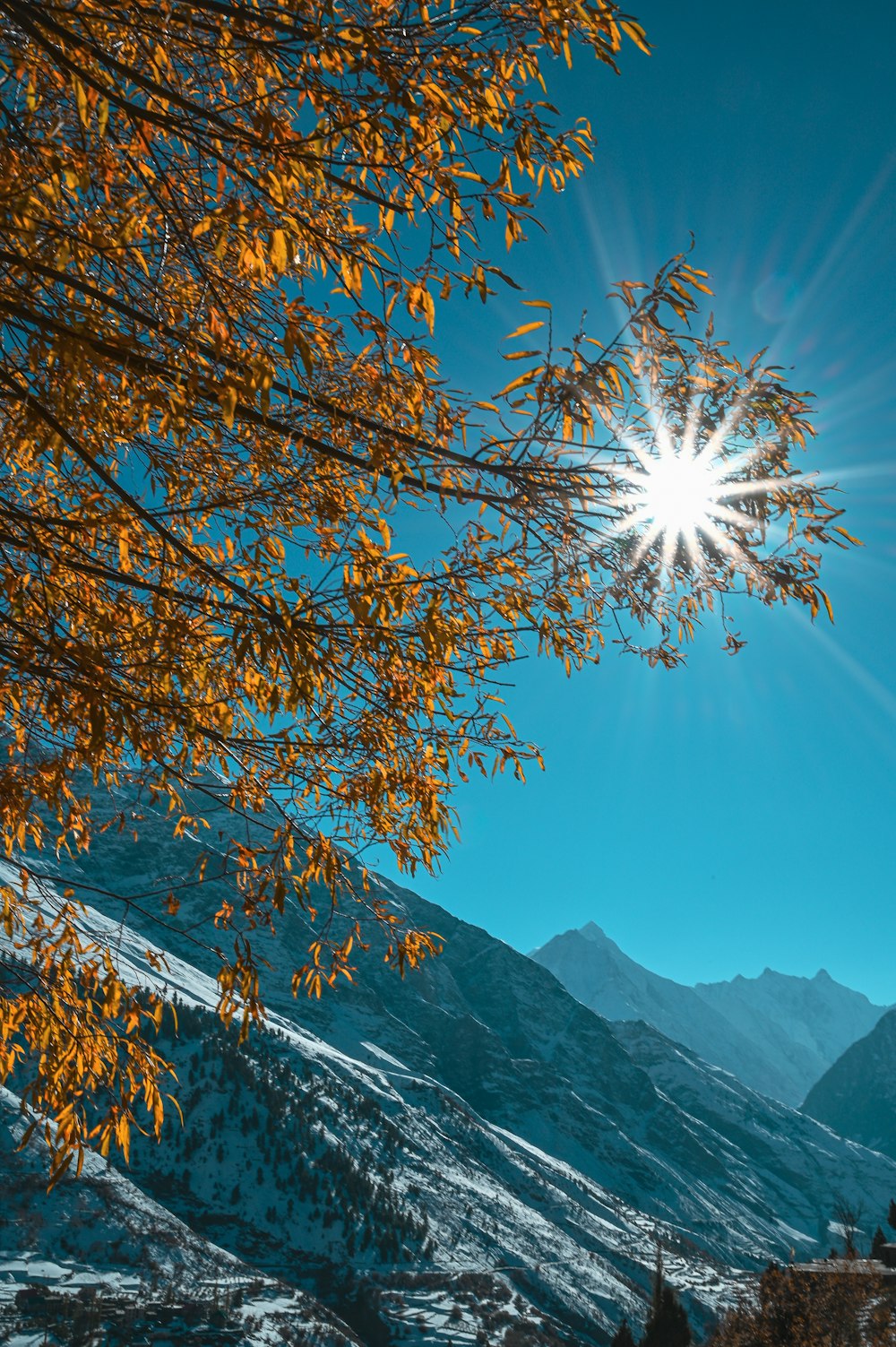 brown tree near snow covered mountain during daytime