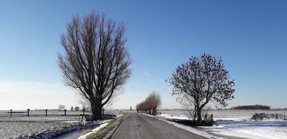 bare trees on snow covered ground under blue sky during daytime