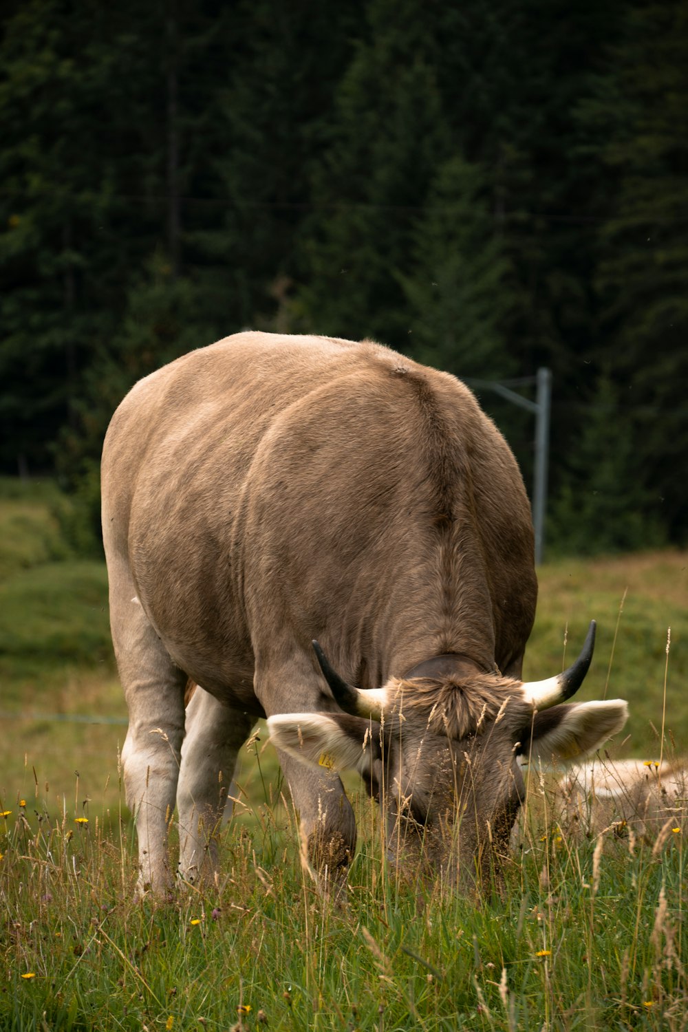 Braune Kuh auf grünem Rasen tagsüber