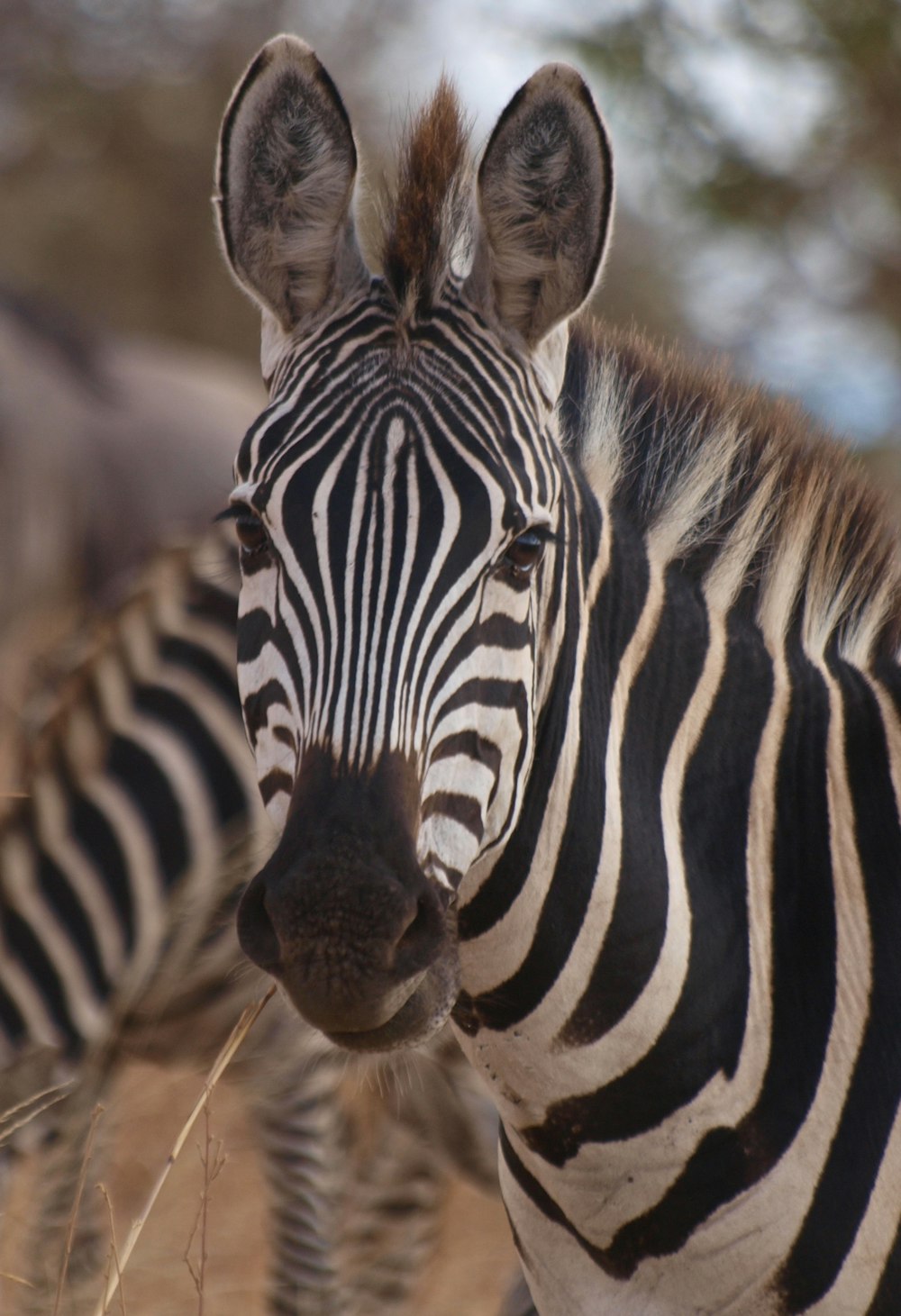 zebra standing on brown grass field during daytime