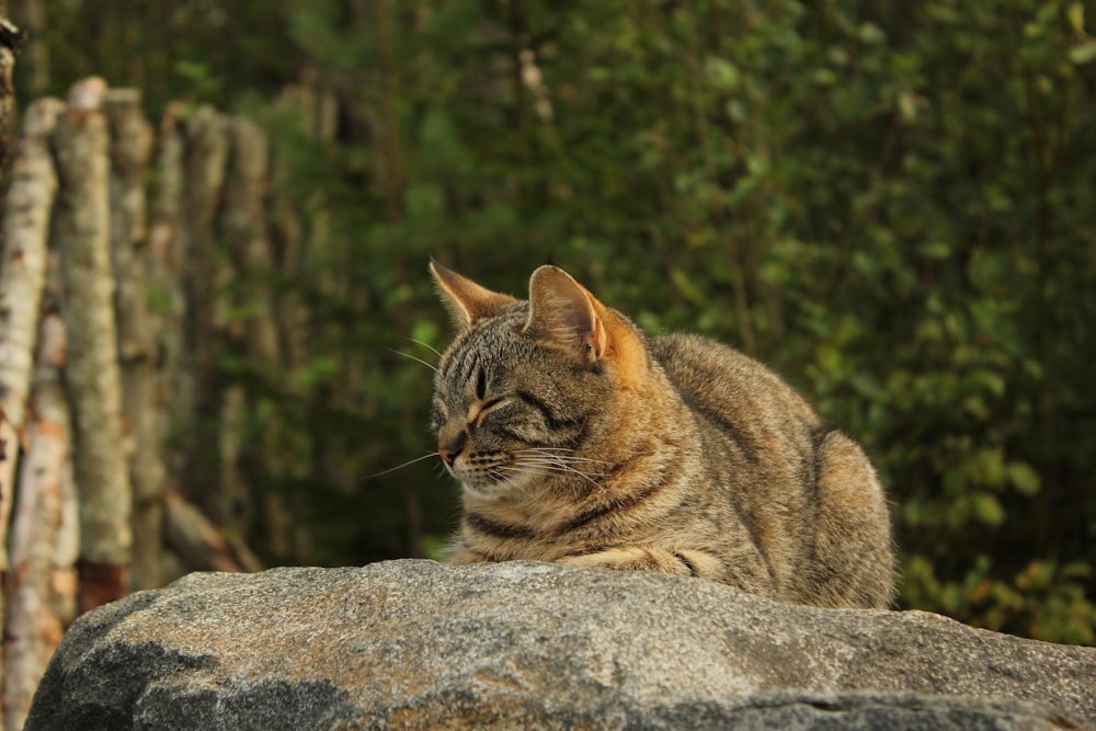 brown tabby cat on gray rock