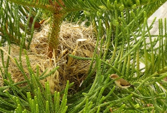 A woven bird's nest nestled in the branches of an evergreen tree, with two small birds perched nearby. The nest is constructed from straw and twigs, blending with the green foliage surrounding it.