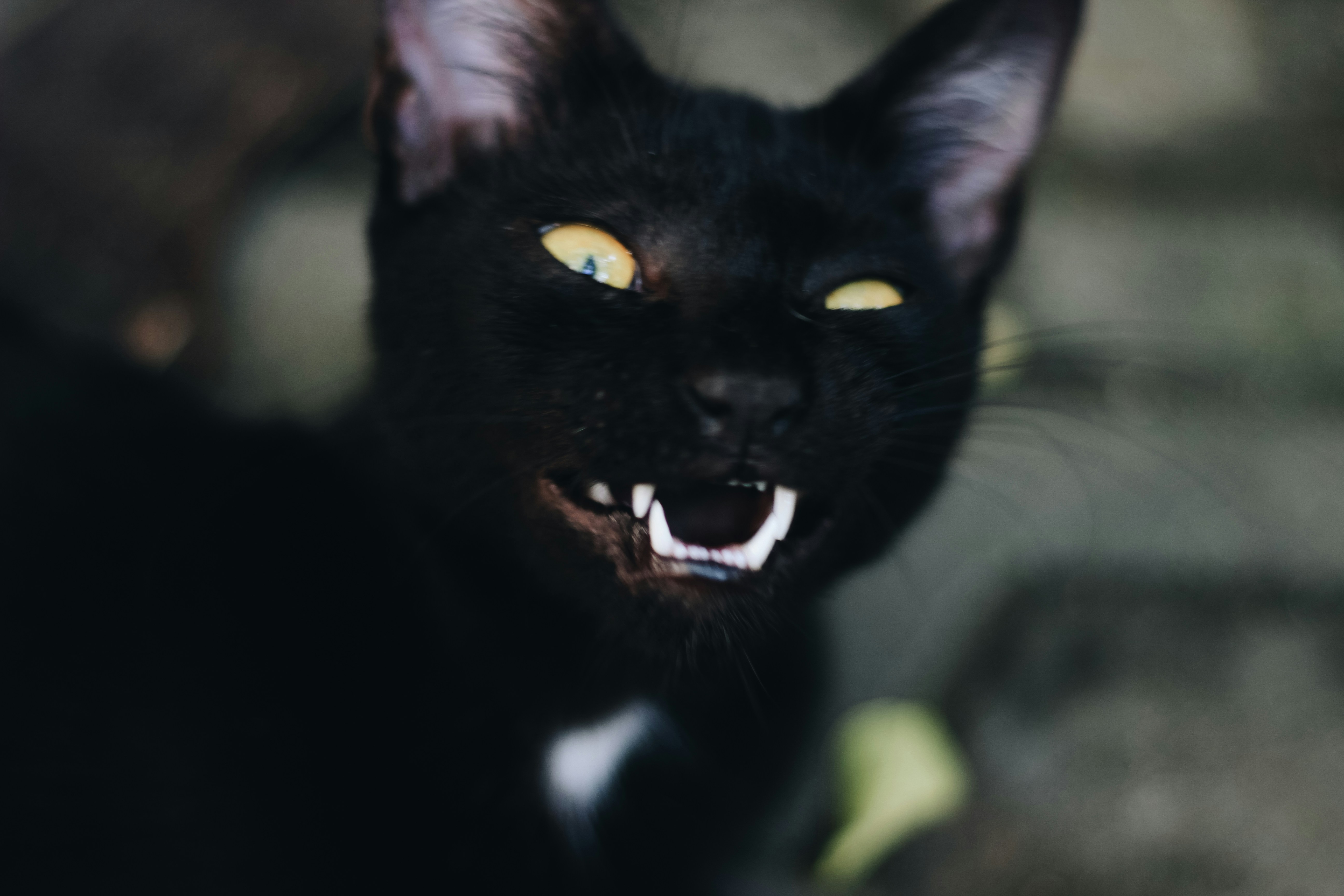 Building The Language Model Nobody Asked For