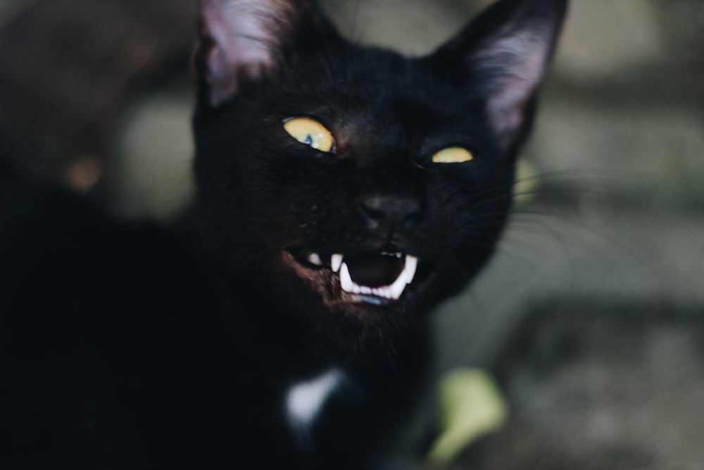 gato negro con ojos verdes