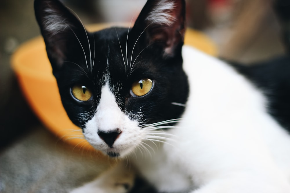 tuxedo cat on yellow chair