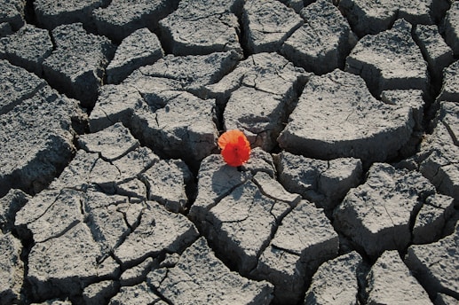 red flower growing through dry cracked soil