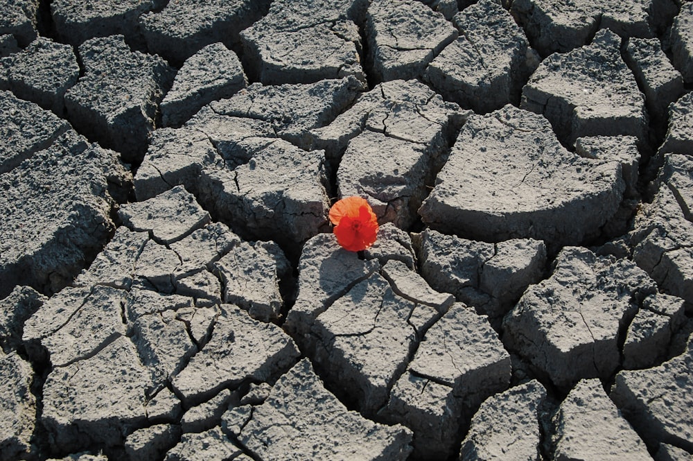 orange fruit on gray concrete pavement