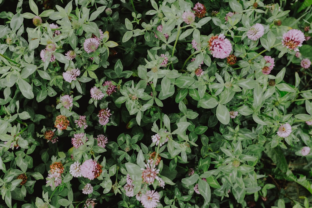 pink and white flowers with green leaves