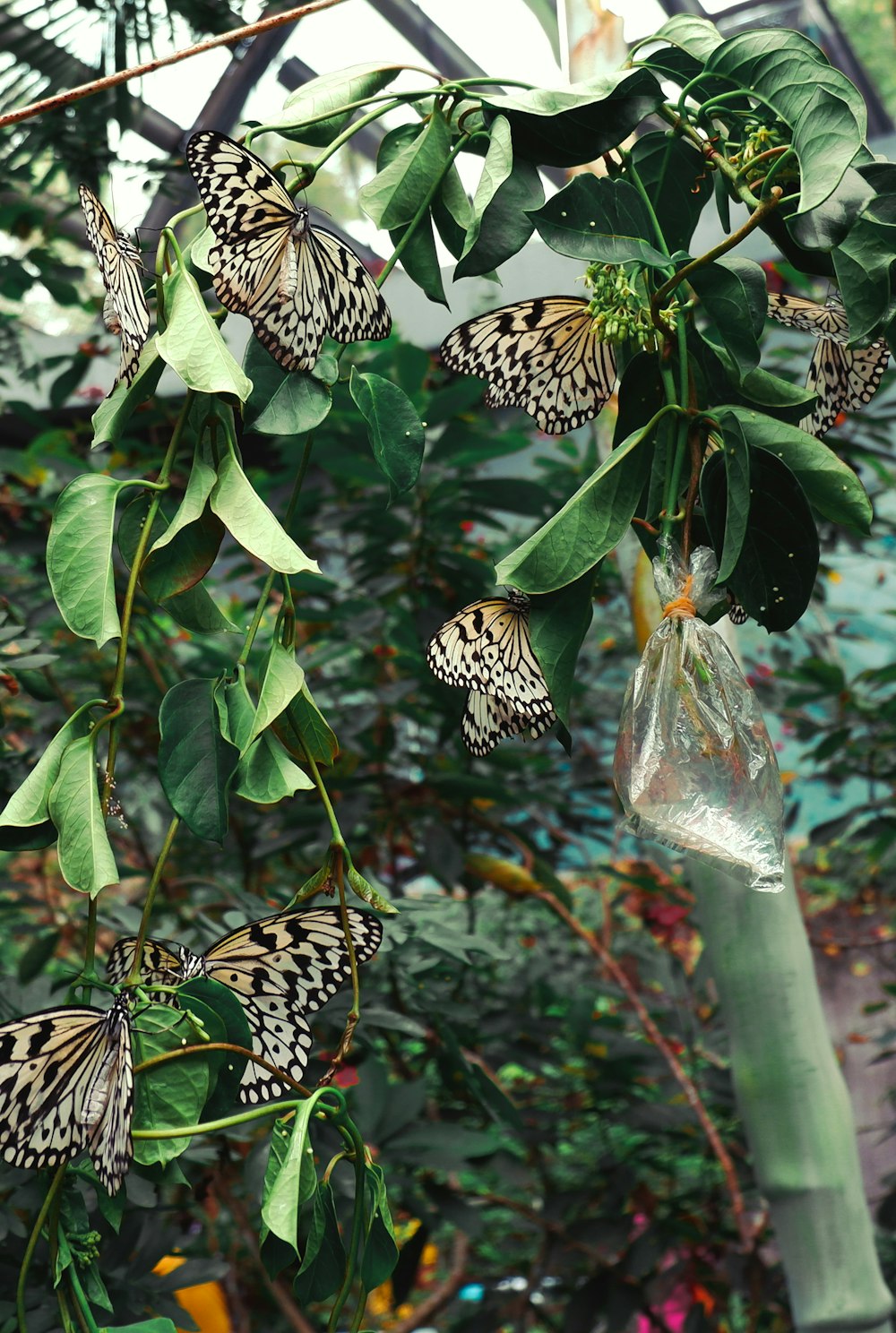 black and white butterfly on green plant