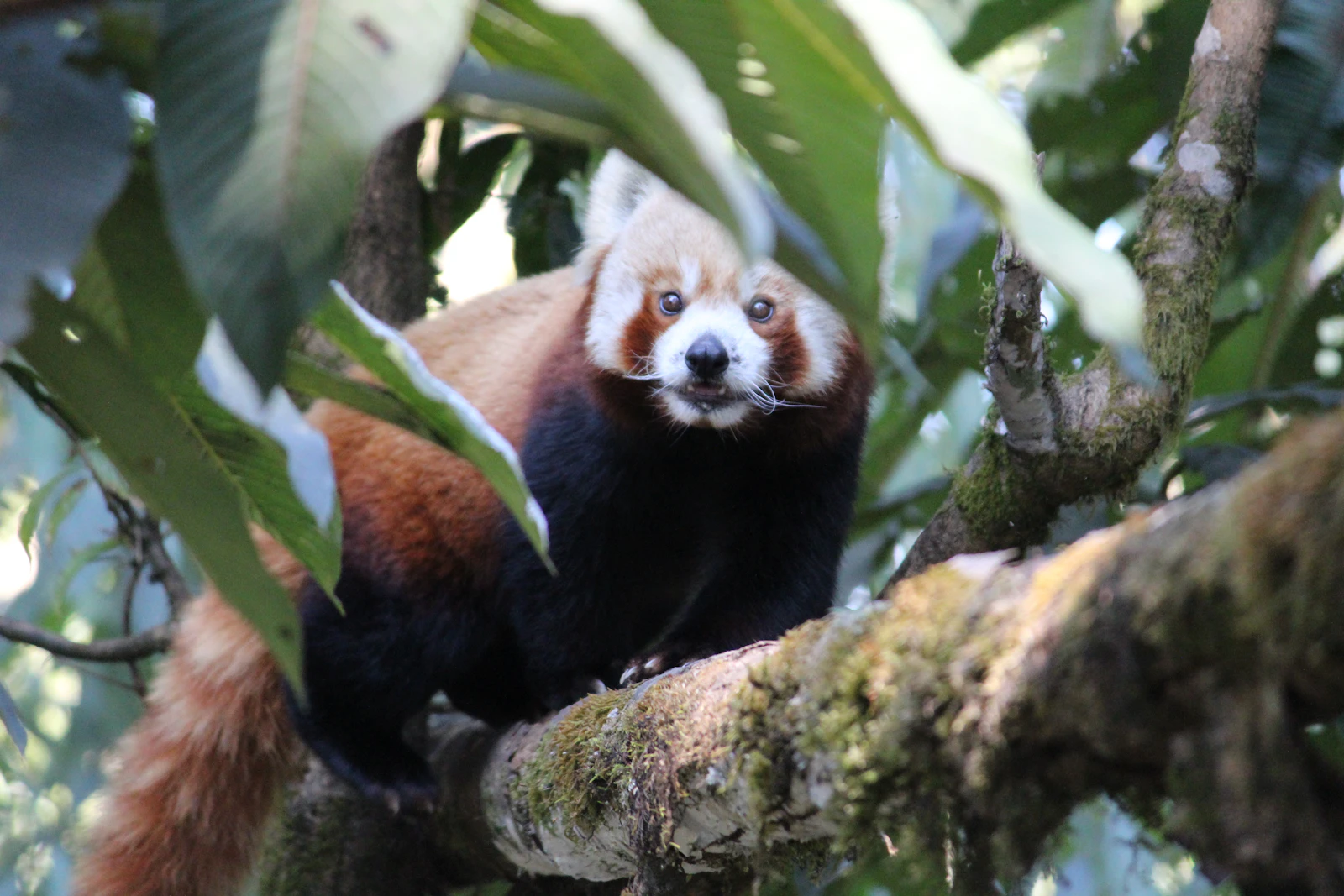 A red panda peering from a mossy branch among broad green leaves in Darjeeling, its ringed tail hanging below