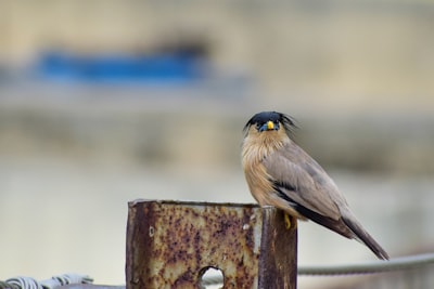brown and black bird on brown wooden post during daytime