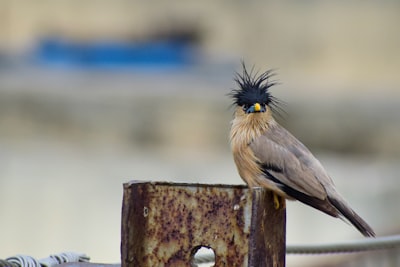 black and white bird on brown wooden post during daytime