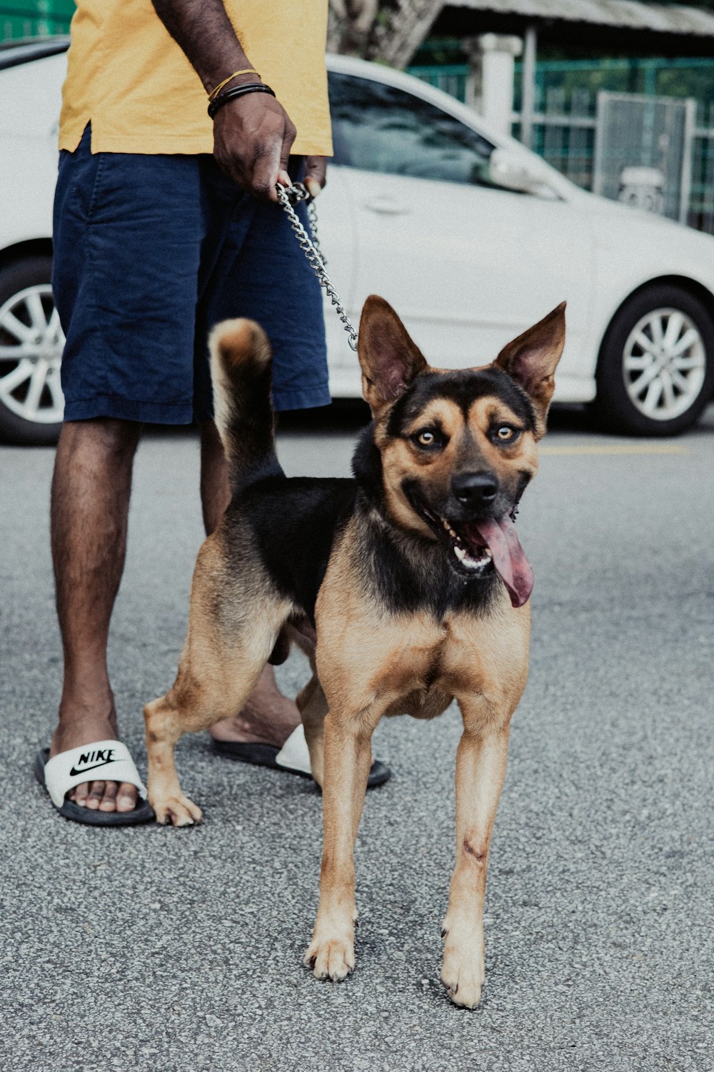 black and tan german shepherd