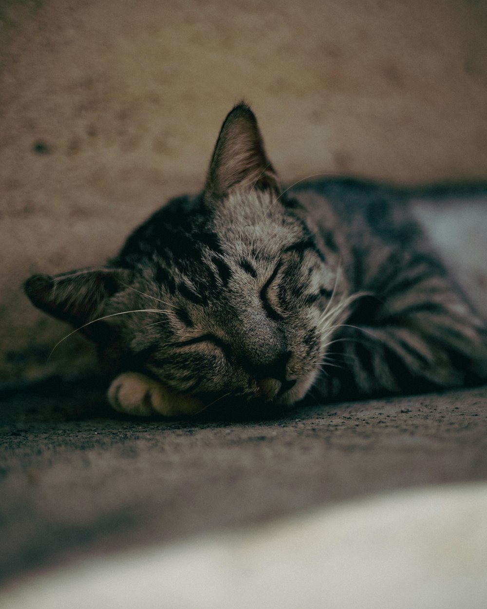 black and grey tabby cat lying on grey textile
