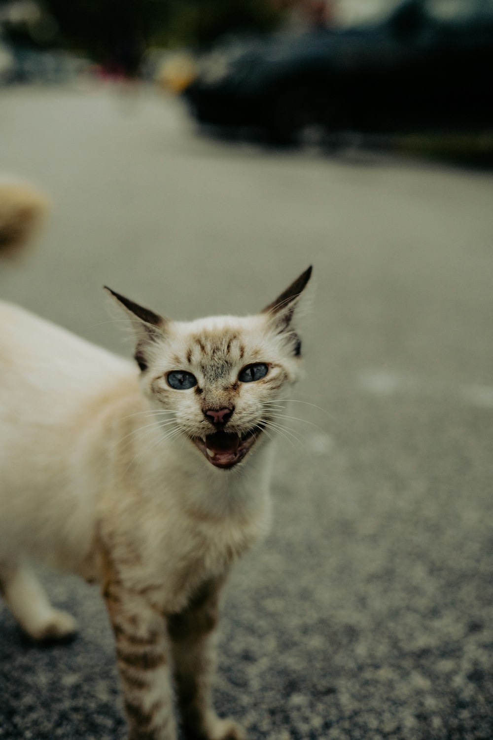 white and brown short fur cat