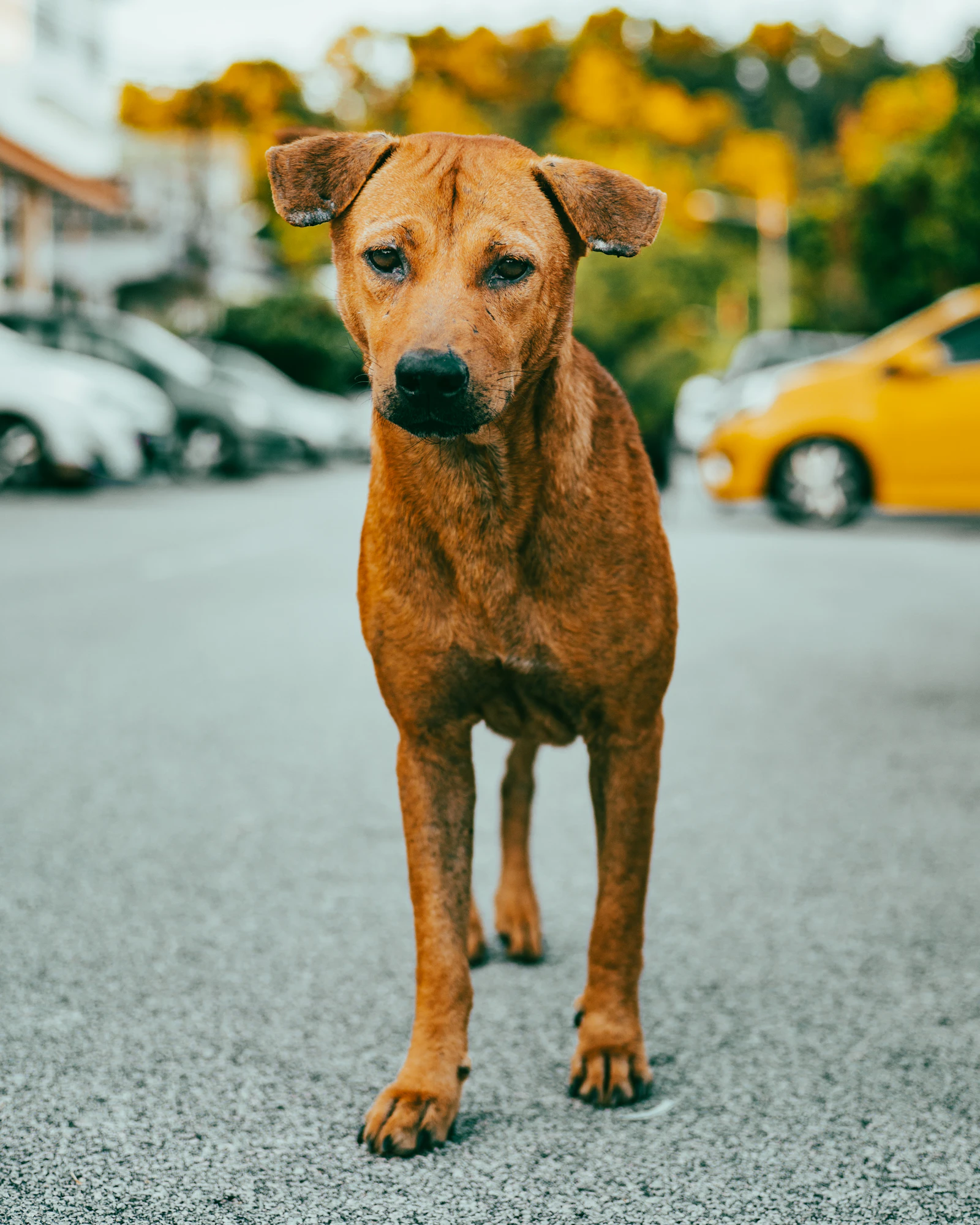 Perro sin dueño aparente sentado en la acera de una calle