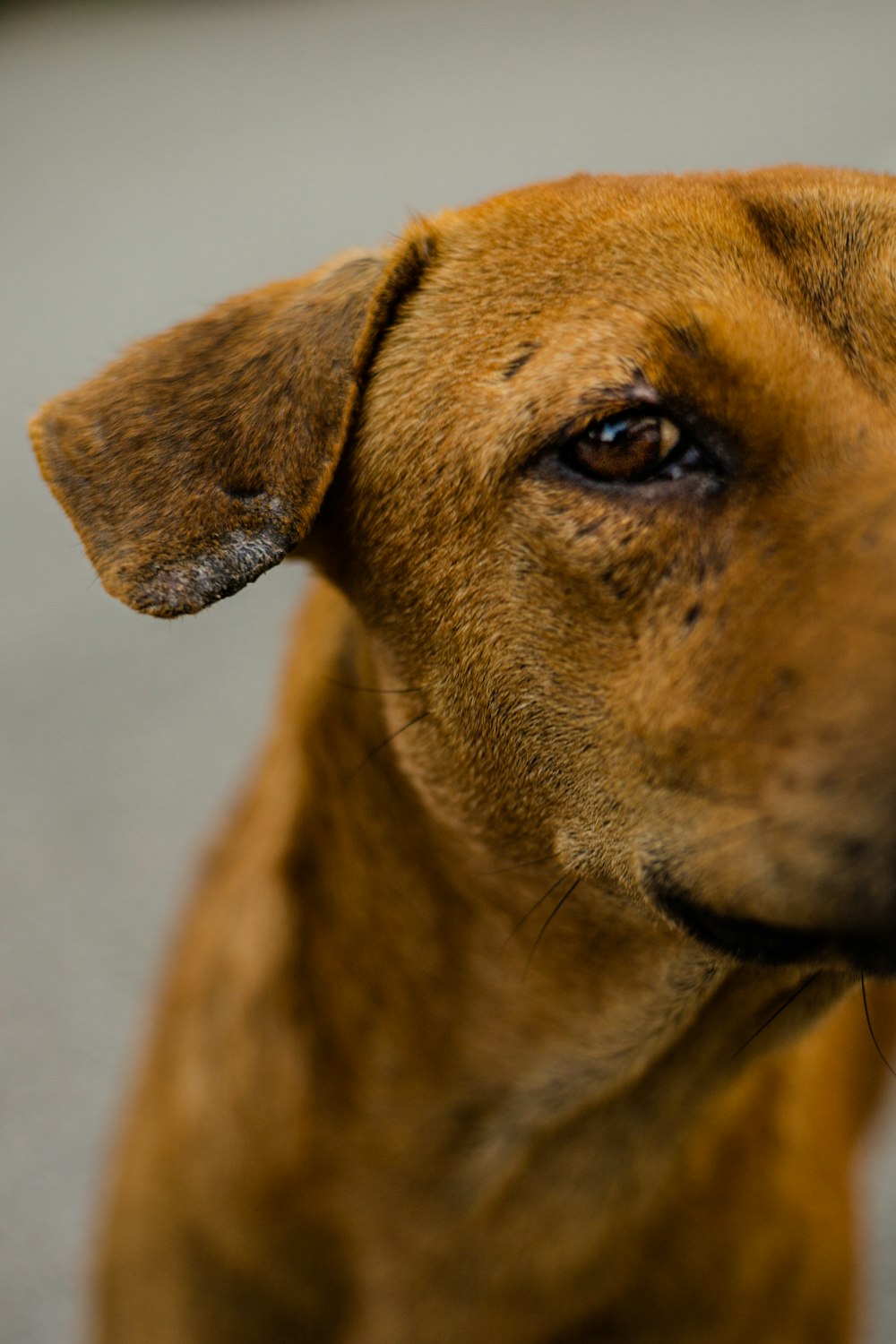 brown short coated dog in close up photography