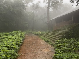A misty forest scene with a pathway made of stone slabs leading towards a set of moss-covered stairs. The staircase leads up to a traditional structure with a gabled roof. Dense greenery, including various plants and trees, surrounds the area, and the fog gives the scene a serene and mysterious ambiance.