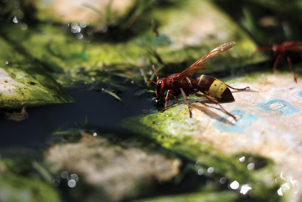 brown and black wasp on green moss in close up photography during daytime