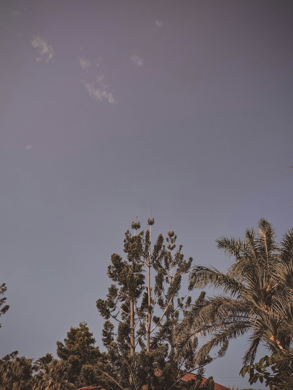 green palm tree under blue sky