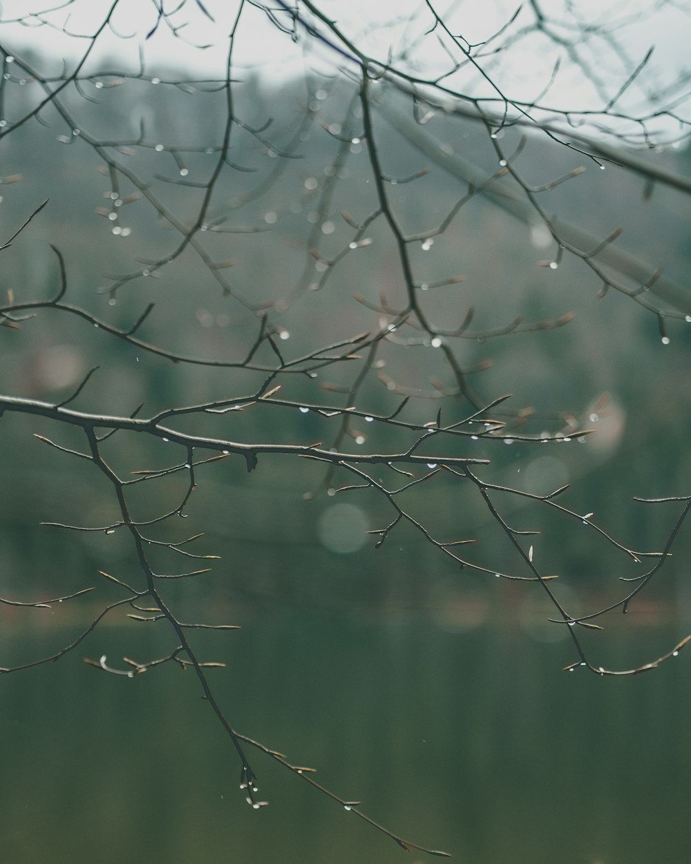 water droplets on brown tree branch