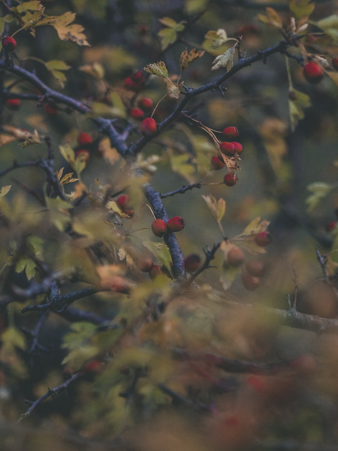 red round fruits on tree