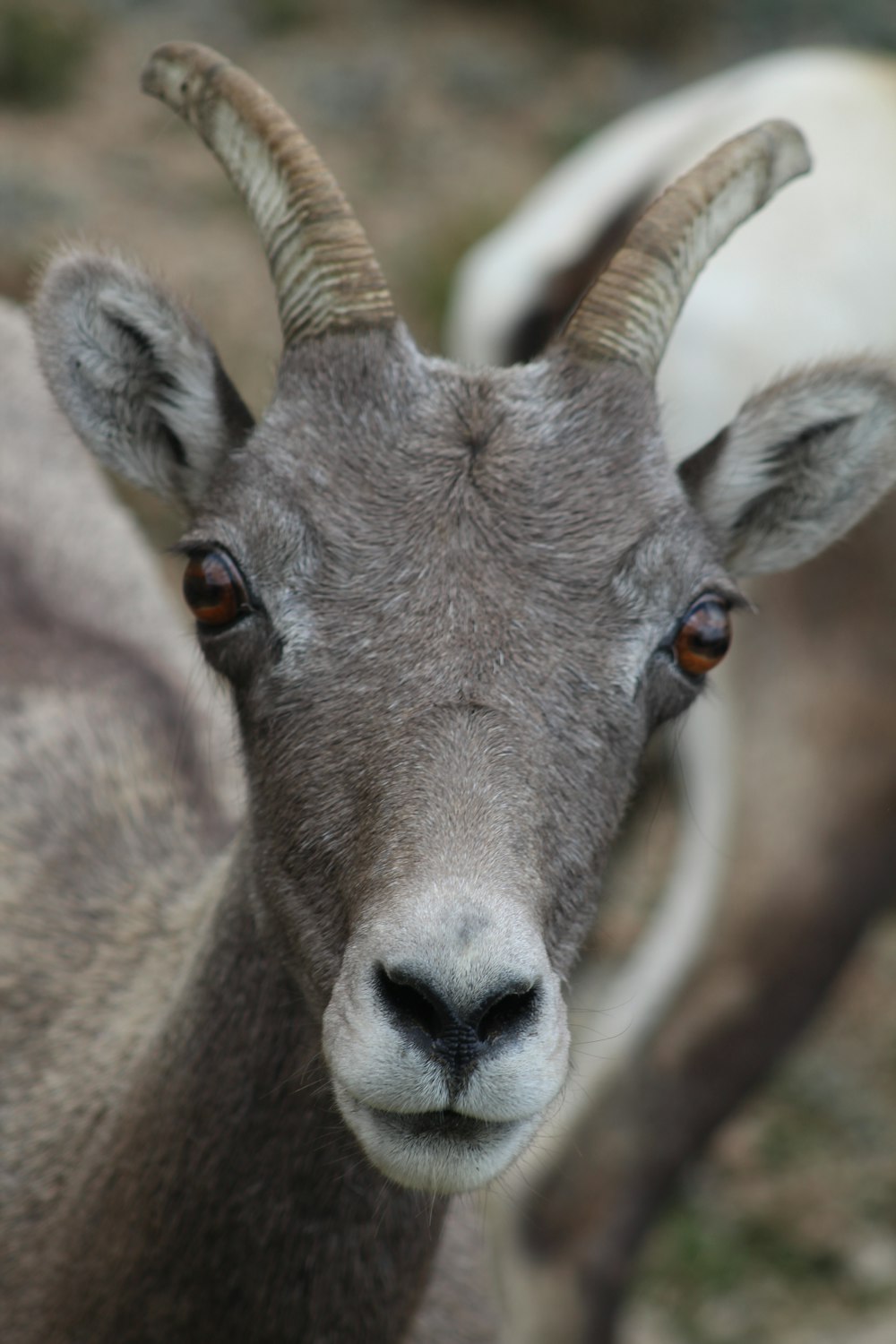 brown and white animal head