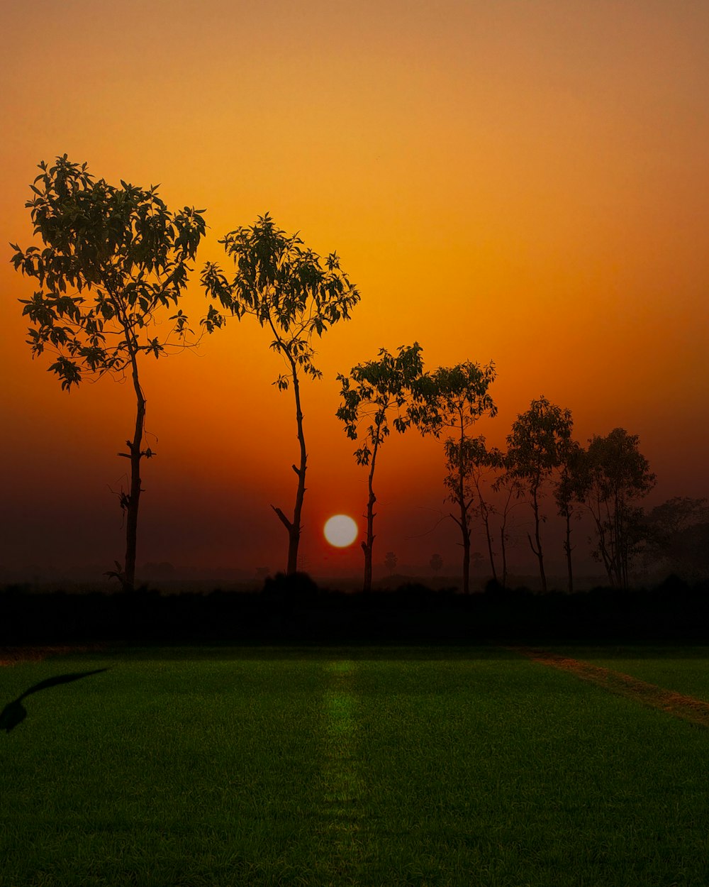 green grass field with trees during sunset