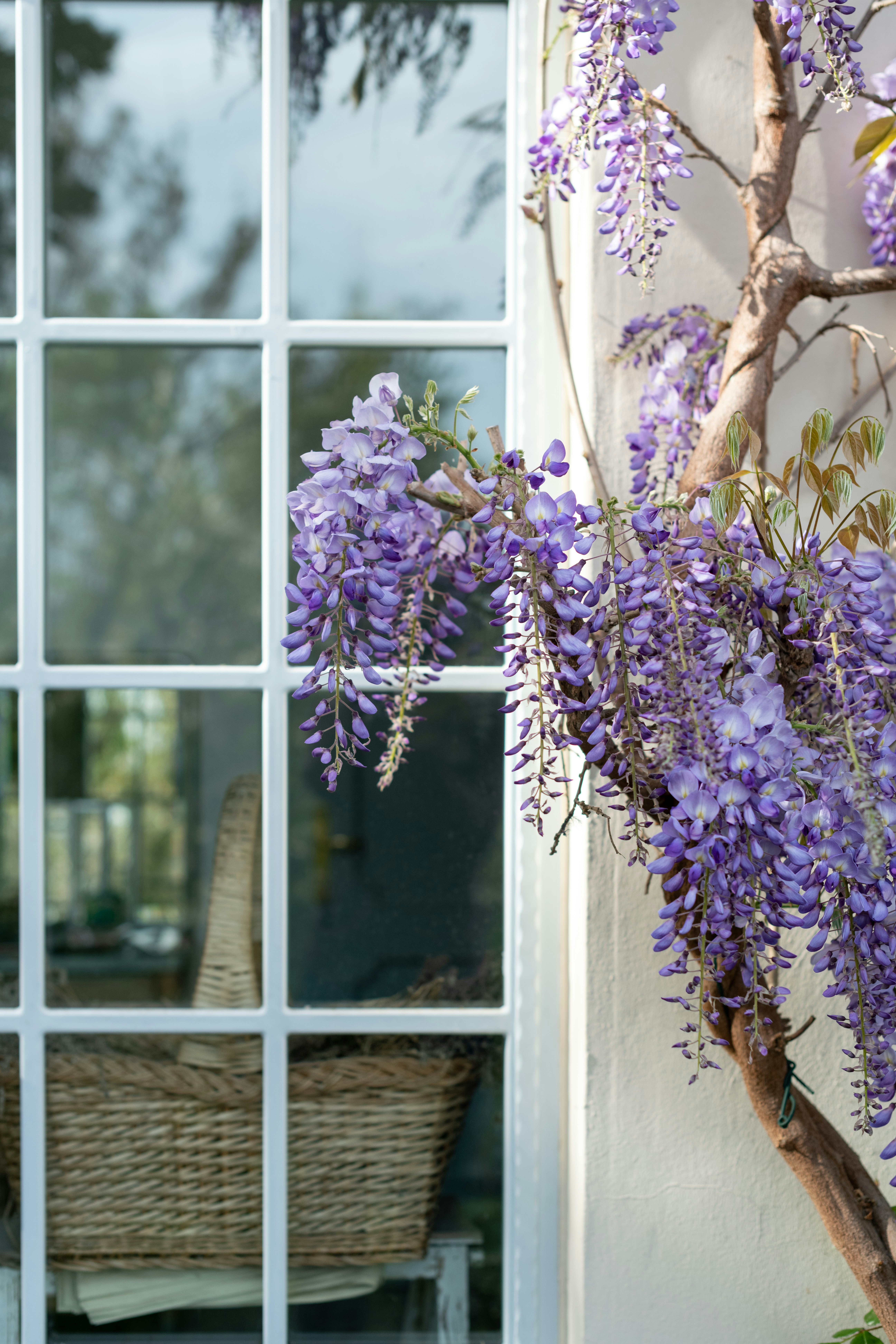 purple flowers near white wooden framed glass window