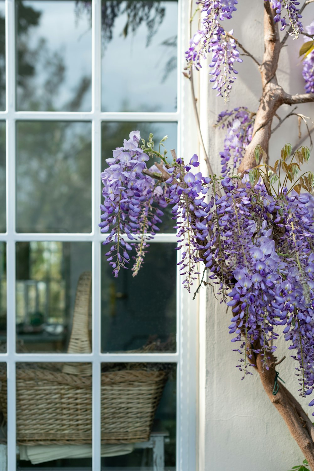 flores púrpuras cerca de una ventana de vidrio con marco de madera blanca