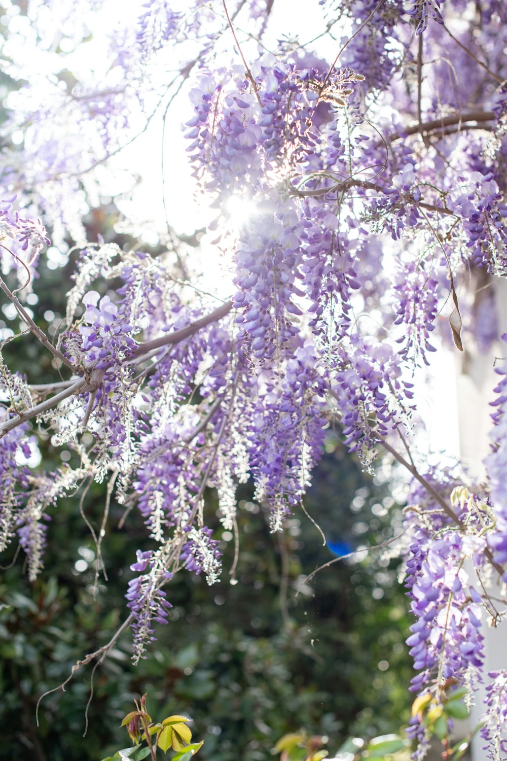 purple flowers in tilt shift lens