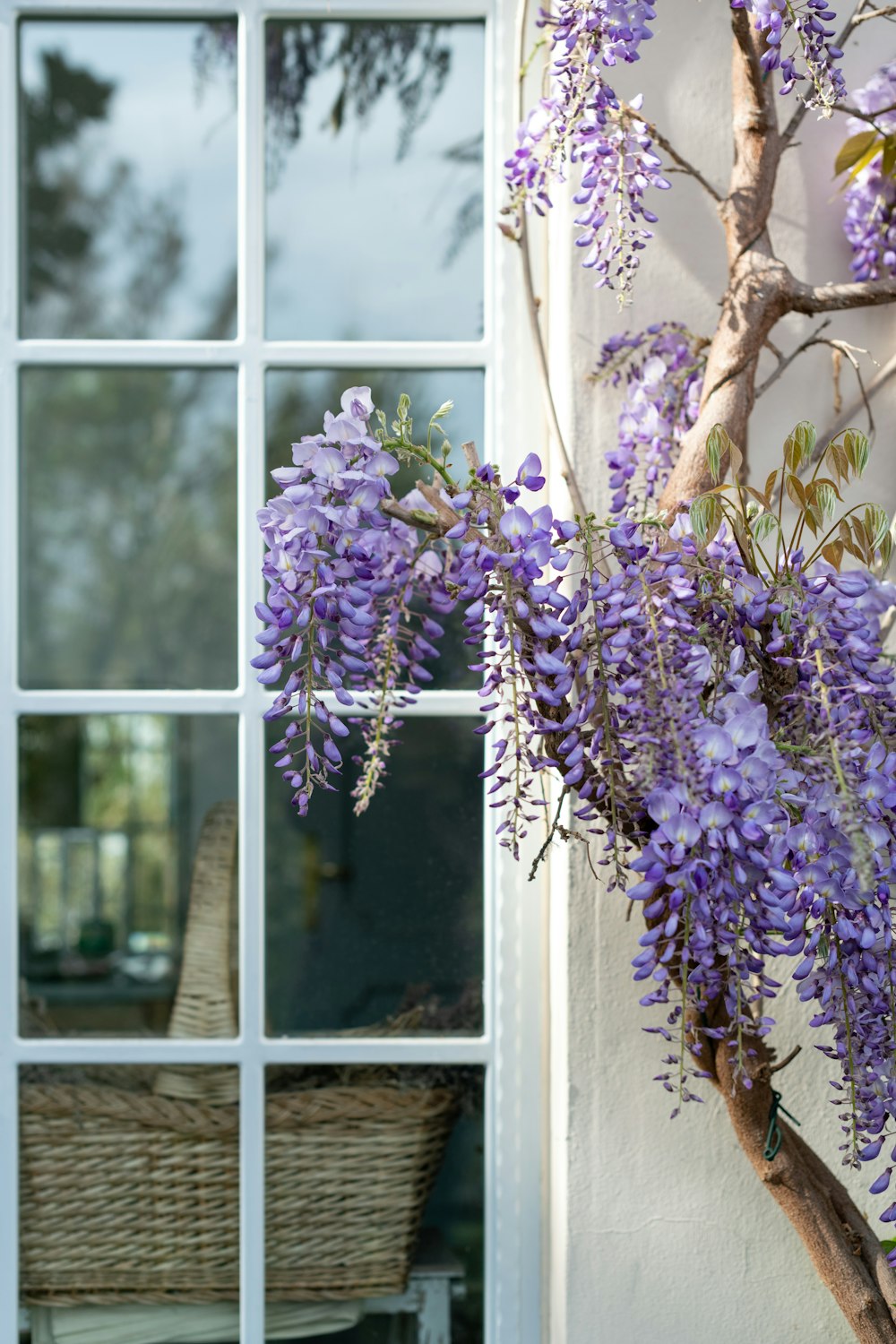 purple flowers near white wooden framed glass window