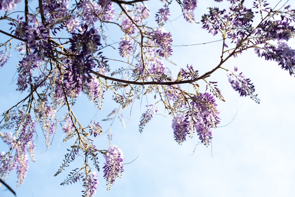 white cherry blossom tree under blue sky during daytime