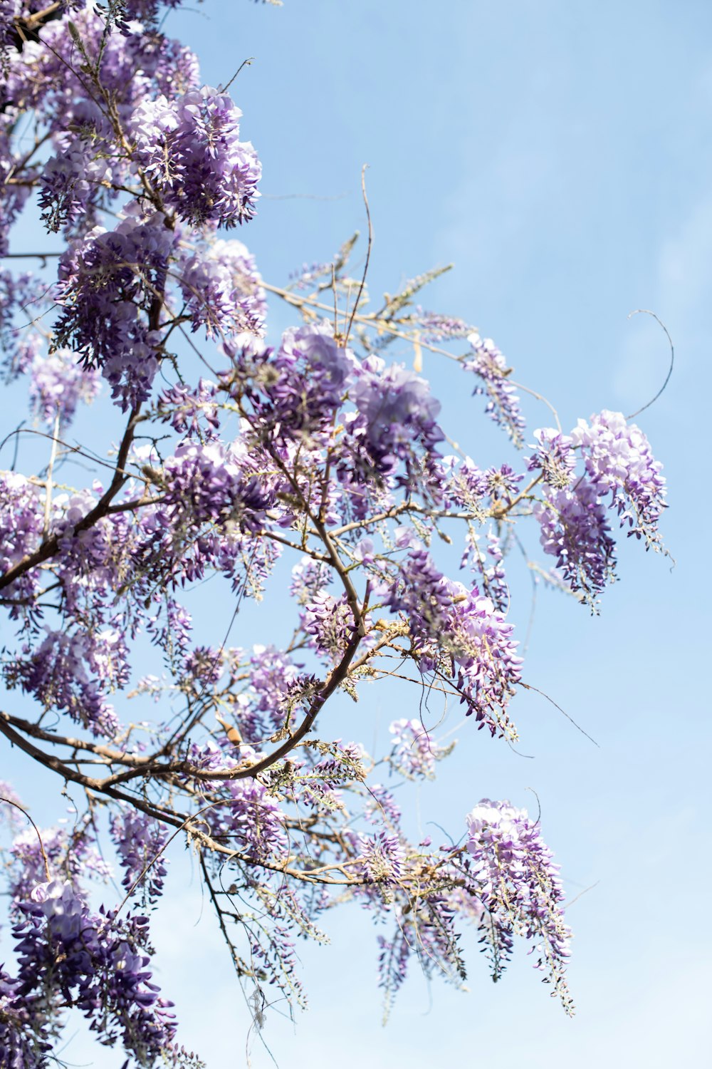 white cherry blossom tree under blue sky during daytime