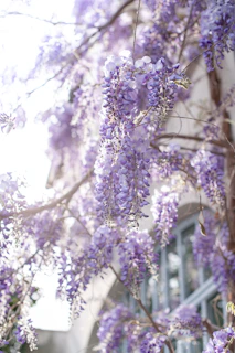 purple flowers in tilt shift lens