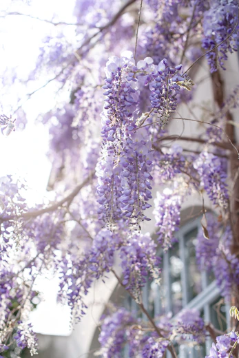 purple flowers in tilt shift lens