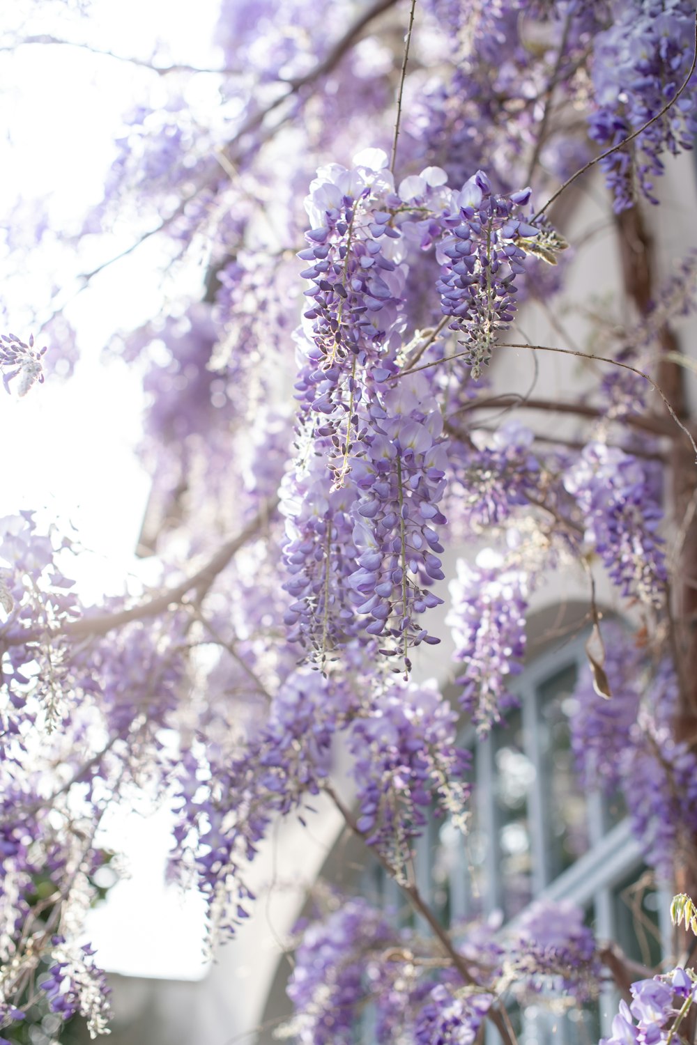 fiori viola con lente tilt shift