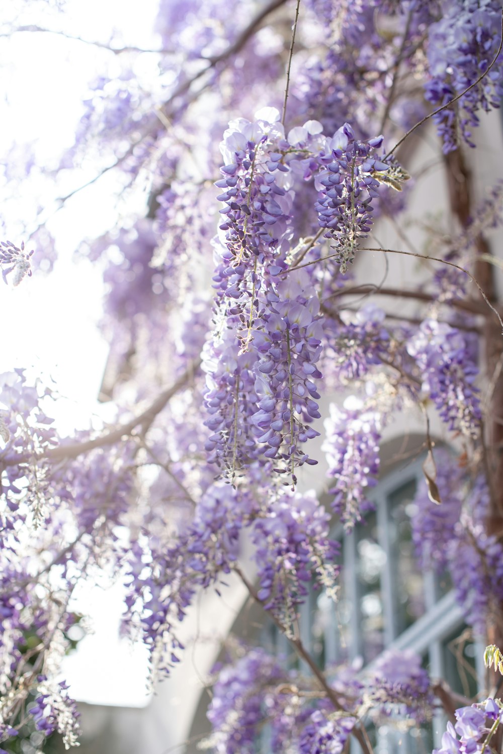 purple flowers in tilt shift lens