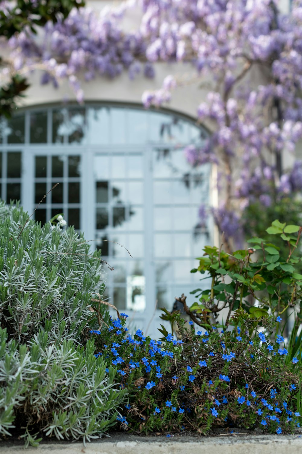 blue flowers with green leaves