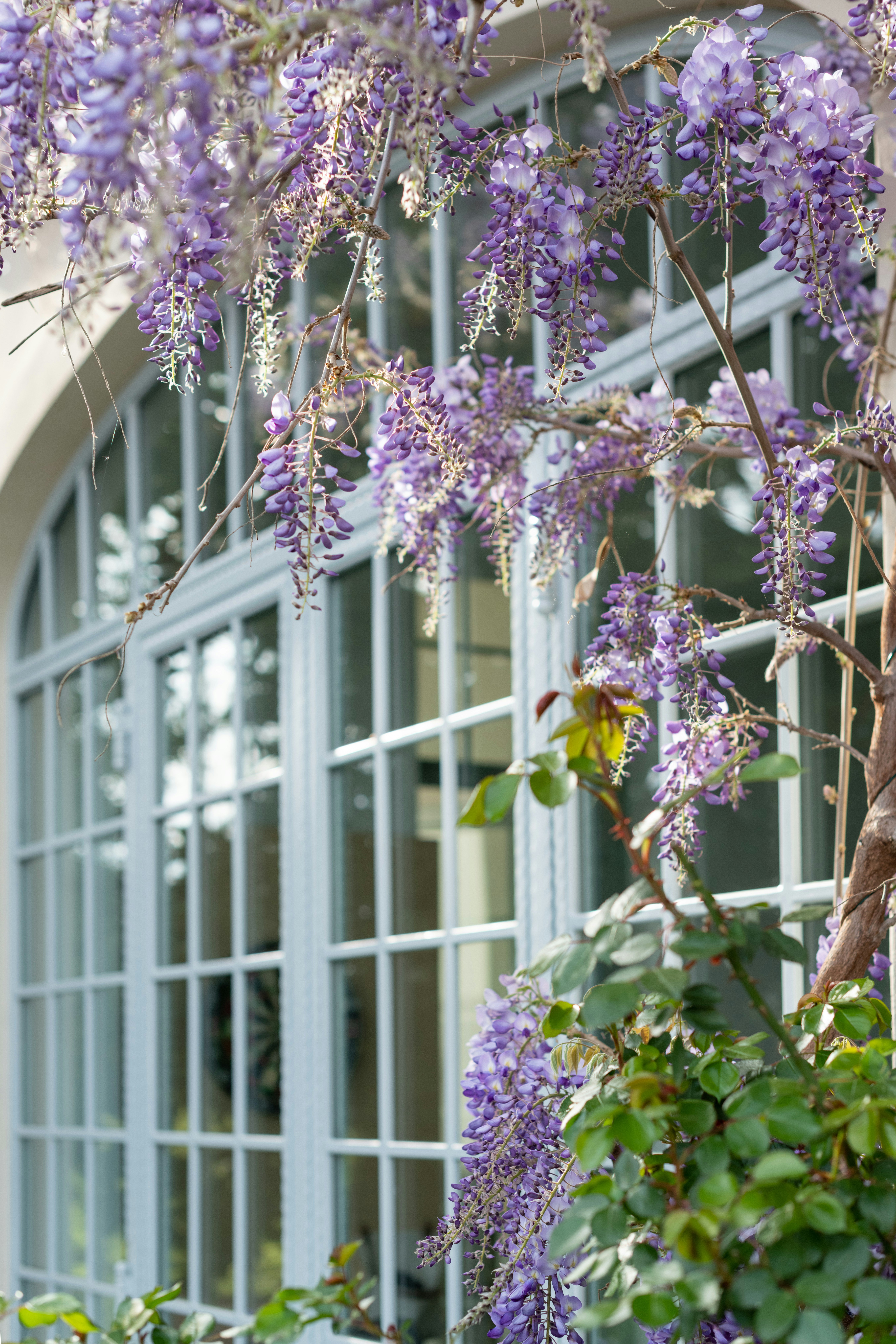 purple and white flowers on white steel window frame