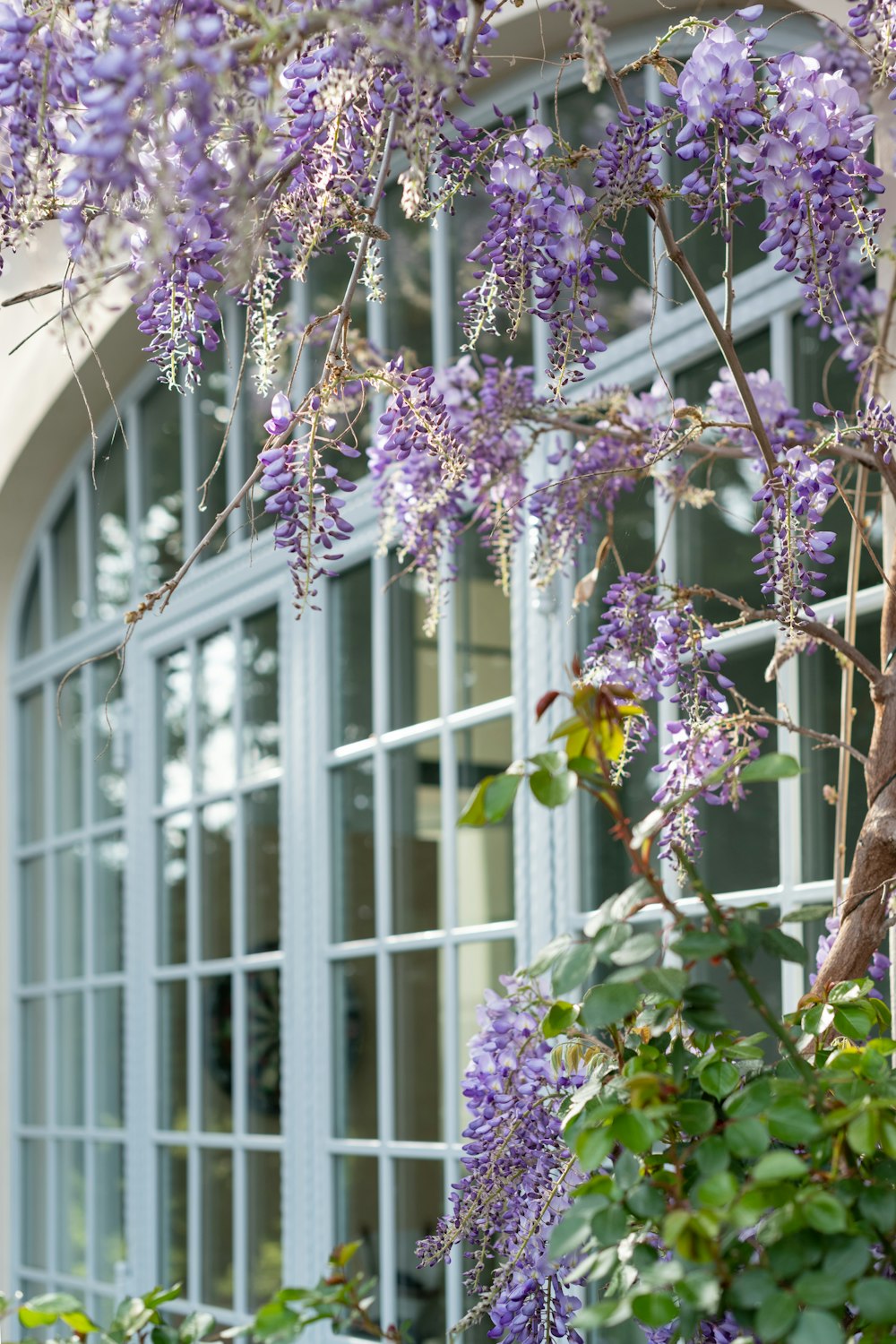 purple and white flowers on white steel window frame